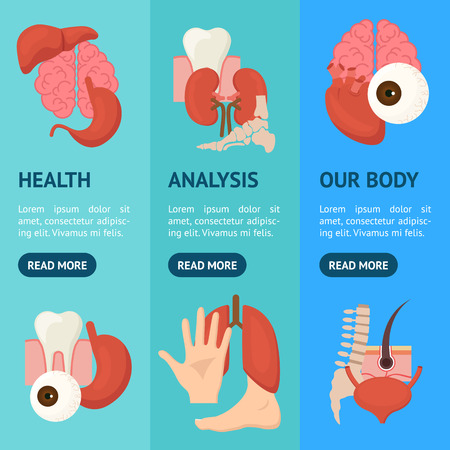 Cartoon Human Internal Organs Banner Vecrtical Set. Vectorのイラスト素材
