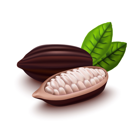 Realistic 3d Cocoa Beans Set. Vectorのイラスト素材