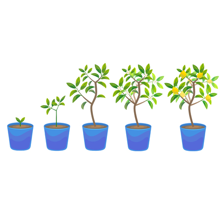 Plant Growing Lemon Tree in Pot. Vectorのイラスト素材