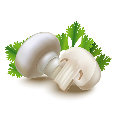 Realistic Detailed 3d Fresh Champignons Mushrooms with Green Parsley Leaves. Vector illustration of Whole and Sliced Raw Mushroomのイラスト素材