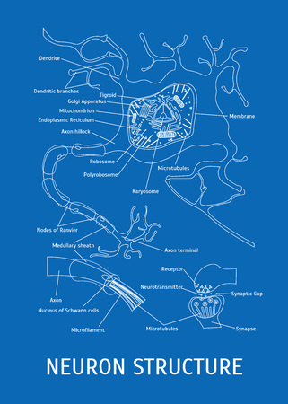 Structure of a Neuron.のイラスト素材