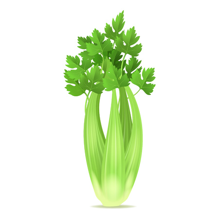 Realistic 3d Detailed Green Fresh Celery Ingredient of Health Salad and Juice. Vector illustration of Raw Stalkのイラスト素材