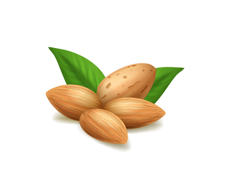 Realistic 3d Detailed Almond Nuts and Green Leaf. Vectorのイラスト素材