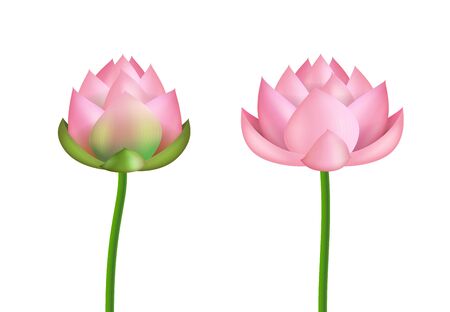 Realistic 3d Detailed Pink Lotus Flower Set. Vectorのイラスト素材