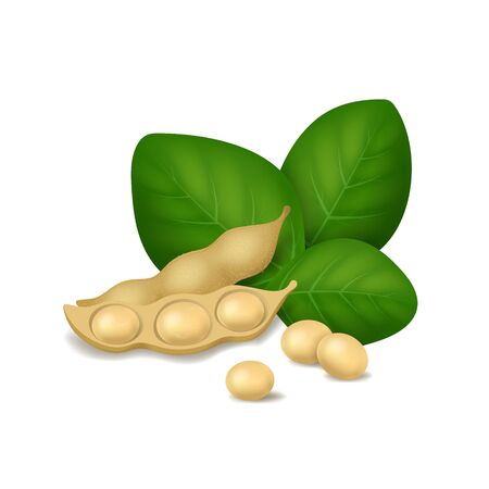 Realistic Detailed 3d Soybean with Green Leaves. Vectorのイラスト素材