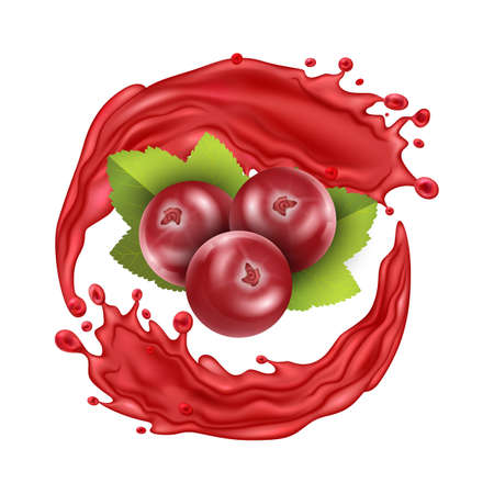 Realistic Detailed 3d Red Cranberry Berries with Splash Juice. Vectorのイラスト素材