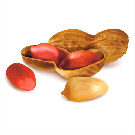 Realistic Detailed 3d Peanut in Nutshell Set. Vectorのイラスト素材