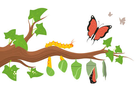 Cartoon Color Caterpillar Transformation Process Concept. Vectorのイラスト素材