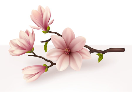 Realistic Detailed 3d Magnolia Branch. Vectorのイラスト素材