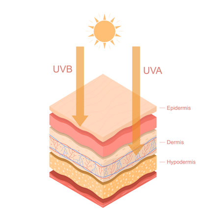 Cartoon Color Uvb Uva Rays Human Skin Layered Concept Template Banner Card. Vectorのイラスト素材