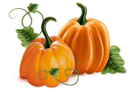 Realistic Detailed 3d Pumpkins with Green Leaves Set Symbol of Autumn and Harvest. Vector illustration of Orange Pumpkinのイラスト素材
