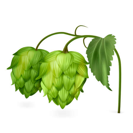 Realistic Detailed 3d Green Branch of Hops on a White Background. Vector illustration of Concept Beer Brewing Ingredientのイラスト素材