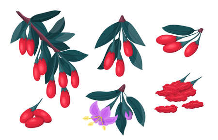 Cartoon Color Different Goji Plant Berries Set Flat Design Style Include of Branch, Fresh and Dried View. Vector illustrationのイラスト素材