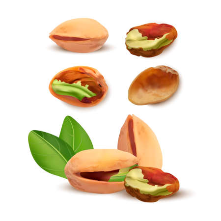 Realistic Detailed 3d Different Pistachios Set Nutshell and Kernel. Vector illustration of Ripe Pistachio Nut with Leafのイラスト素材