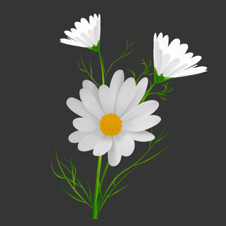 Realistic Detailed 3d Chamomile Medical Flower Ingredient for Tea and Cosmetic Product. Vector illustration of Pharmaceutical Herbのイラスト素材