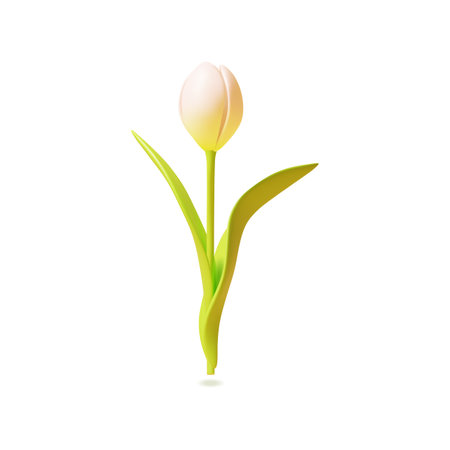 3d White Tulip Flower Cartoon Style for Bouquet or Decoration Isolated on a White Background. Vector illustrationのイラスト素材
