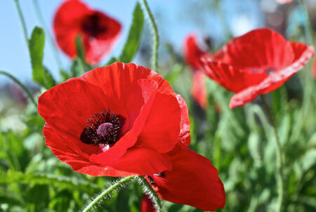 A colourful of opium flower on a sunny dayの写真素材