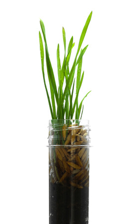 Seeding paddy rice in the glass tubeの写真素材