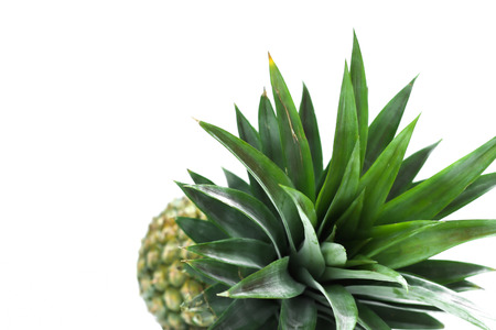 Pineapple fruite from tropical test sweet and sourの写真素材