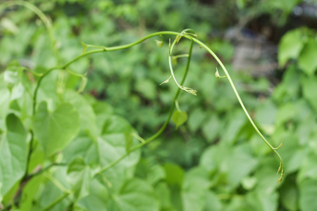 The climber plant begin a new lifeの写真素材
