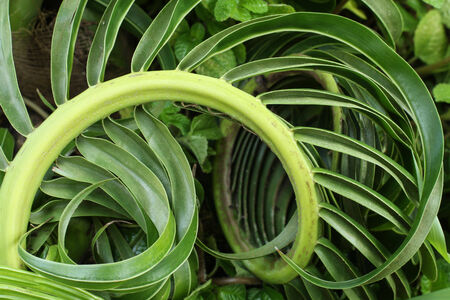 Some Mold or bacteria can kill the coconut leaftの写真素材