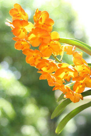 Orange orchid are blooming in the gardenの写真素材