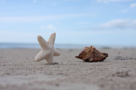 Star fish and sea shell and blue skyの写真素材