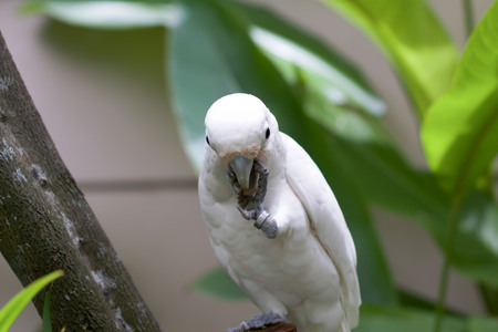 Cockatoo bird is standing on the treeの写真素材