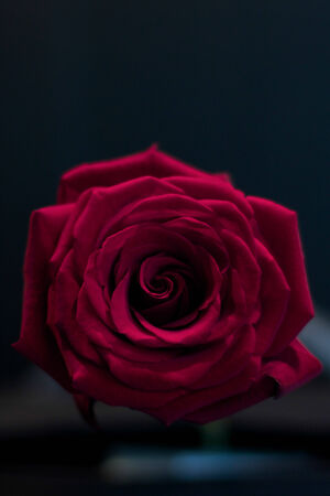 flower, red rose bud against black backgroundの写真素材