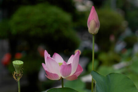 Pink water lily flower and leaves in blur backgroundの写真素材