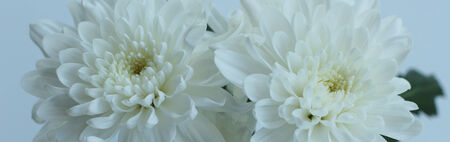 Nature White Carnation flower in close upの写真素材
