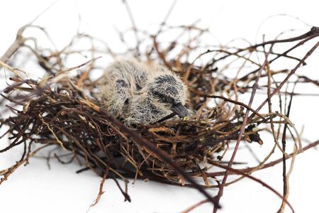 The squabs in the nest on the white backgroundの写真素材