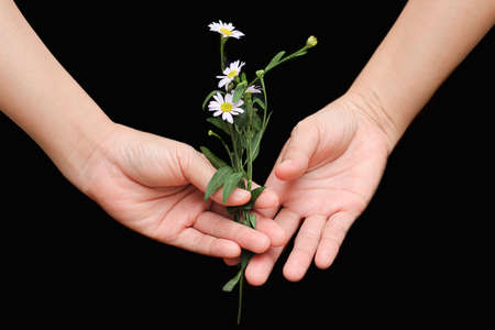 Surprise with Daisies flower in women is handの写真素材