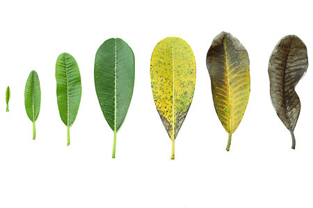Plant leaves from new life to the end on white backgroundの写真素材