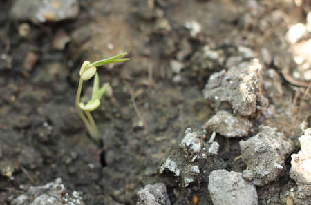 New life plant growing in the solitudeの写真素材