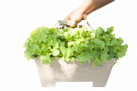 Hand hold Fresh Green lettuce vegetable in the basketの写真素材