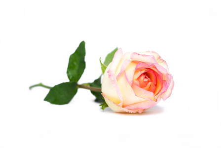 Rose flower isolated in the white backgroundの写真素材