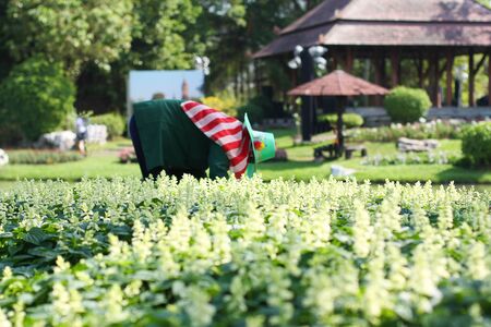 A woman with hat working in a gardenの写真素材