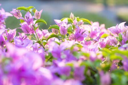 Pink bougainvillea flowers blooms in soft color and blur style for backgroundの写真素材