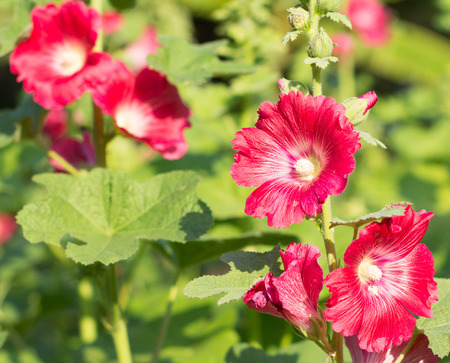 Red hollyhock flower blooms in the garden in thailandの写真素材