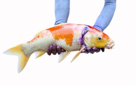 Japan Carp fish had wound on the head in white backgroundの写真素材