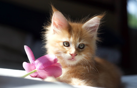 Littel red Maine Coon kitten playing wirh the flowerの写真素材