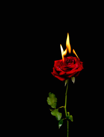 Love hurt concept red rose with flameの写真素材