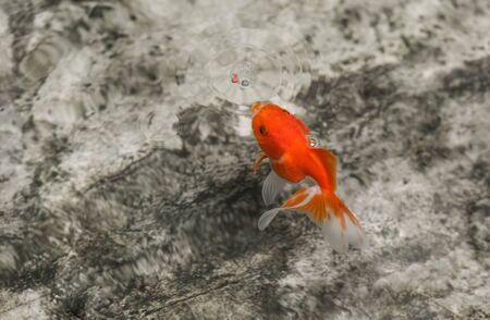 Goldfish eating a fish food in a fish pondの写真素材