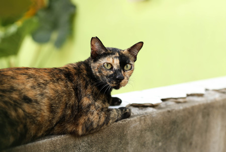 Cat sitting on the wall looking at cameraの写真素材