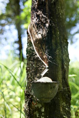 Rubber tree milk flowing into a bowl in rubber plantationの写真素材