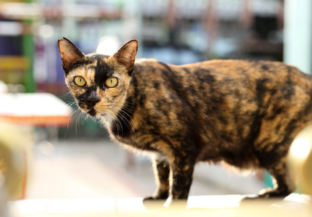 Cat with yellow eyes on the wall looking at cameraの写真素材