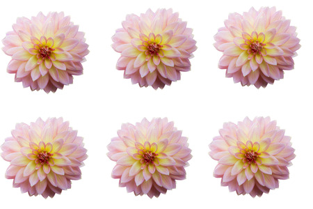 Group of Dahlia flower heads isolated on white background