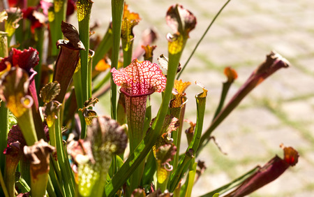 Nepenthes lined  flowers growing in tropical gardenの写真素材