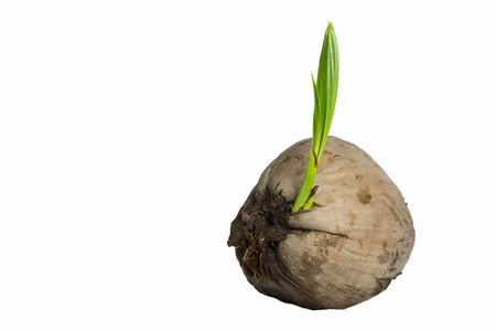 Sprout of coconut tree growing out isolated on white backgroundの写真素材